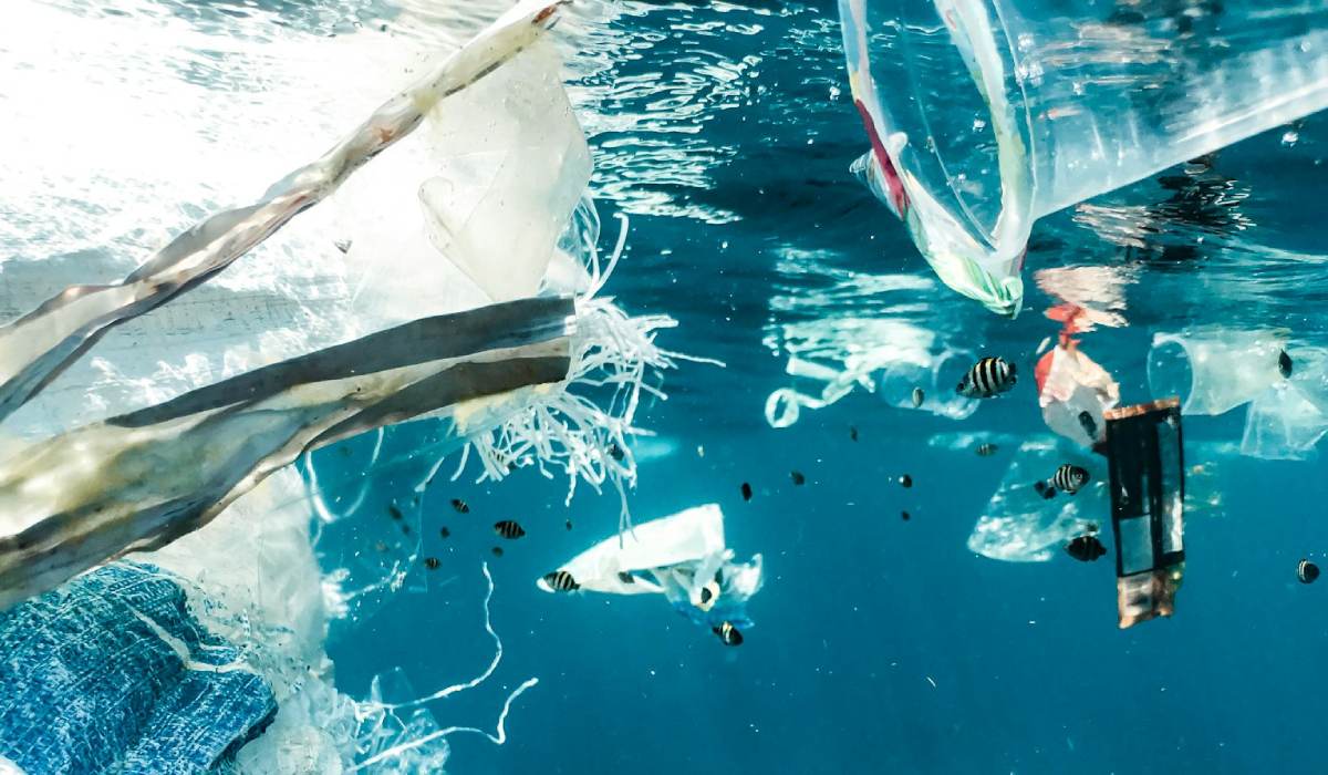 Les Océans en Danger : Solutions pour la Conservation Marine